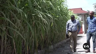 Kenyan Farmers Embrace Chinese-Engineered Grass for Fodder | VOANews