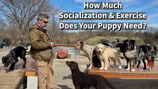 How Much Exercise and Socialization Does Your Puppy Need?