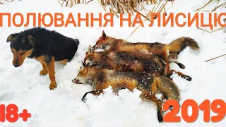 Полювання на лиса 2019 Охота на лис