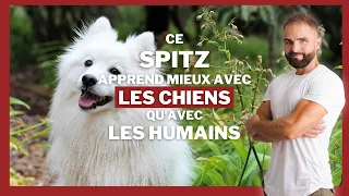 Ce SPITZ apprend mieux avec les CHIENS que les humains !