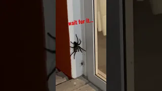 huge spider attacks another spider (tarantula) 🕷