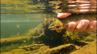 2 days fishing CRYSTAL CLEAR Alpine Lakes FULL OF BROOK TROUT
