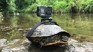 The BEST GoPro On a Turtle Footage! Turtle Swims Away With GoPro (4K)