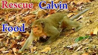 To Rescue Calvin: Give More food and Fruit to Casi to Produce plenty Milk to feed Calvin And Celine