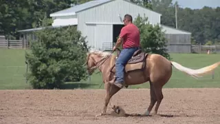 Celebrity Horse Trainer