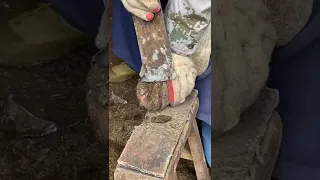 Hoof trimming: The donkey is afraid of fierce resistance, it is very difficult to help him!#Shorts