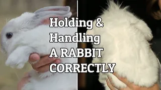 Picking Up A Rabbit/ Fixing Aggressive Behavior