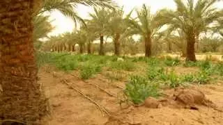 L'eau du Sahara, pour un développement durable