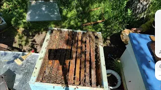 Пчеловодство. Сила летних роев в октябре. Перевозка летних роев на основной точек в октябре. #Пчёлы