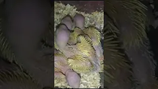 Yellow ringneck parrot chick #yellowparrot #parrot #chicks