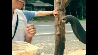 Прикол слон поцеловал туриста смотреть всем Тайланд