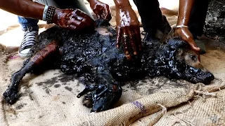 Dog turned rock-solid in tar drum rescued.