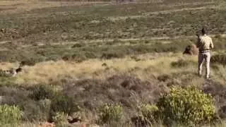 English Setter on Grey Wing Partridge in the Karoo