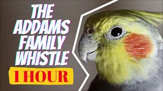 The Addams Family with Whistle - Cockatiel Whistle Training