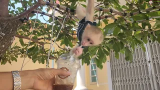 Baby Monkey SUGAR Funny Begs for Coffee from Everyone