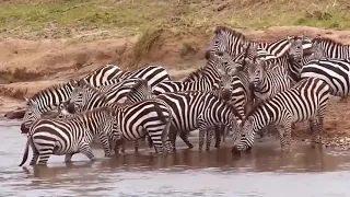 Giant Crocodile surprise attack Lion cross the River, Lion's can't escape - Wild Animals 2018