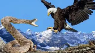 20 Best Eagle Attacks Caught On Camera |Versatile dani