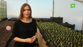 Засадят по самые помидоры. Из-за подорожания овощей в Челябинске рекордный спрос на дачные участки