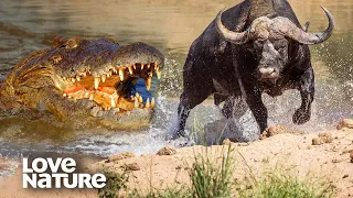 EPIC Crocodiles Hunting for Unsuspecting Prey | Love Nature