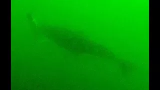 Underwater Footage of Halibut Striking a Jig