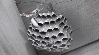 Exterminating two small paper wasps nests with paint