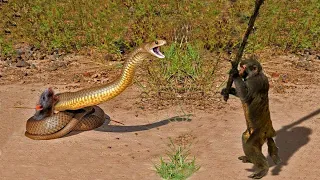 15 CRAZIEST ANIMAL FIGHTS CAUGHT ON CAMERA