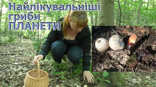 Ці гриби лікують! Веселка звичайна та Рейши/Phallus impudicus та Ganoderma lucidum