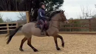 Cantering a set of one stride jumps incorporating uprights