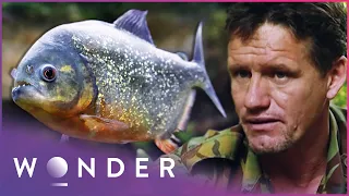 Piranha Hunting In Amazon Rainforest: SAS Jungle Survival Tactics | Unbreakable | Wonder