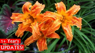 Beautiful SUMMER Lily - Daylilies, How To Plant, GROW & CARE?