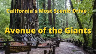 California's Most Scenic Drive:  Avenue of the Giants