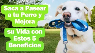 Descubre los 5 Beneficios Sorprendentes de Sacar a Pasear a tu Perro #mascotas #perros #paseo #salud