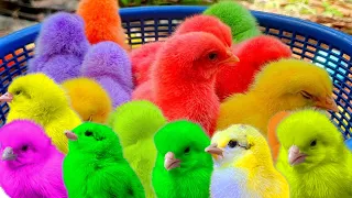 World Cute Chickens, Colorful Chickens, Rainbows Chickens, Cute Ducks, cute Cats ,cute animals#342