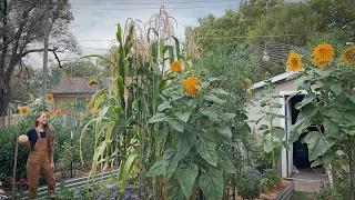 August 2022 Backyard Garden Tour. Problems With Heat & Production!