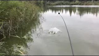 Rekordowy karp 16+, złowiony na tyczkę