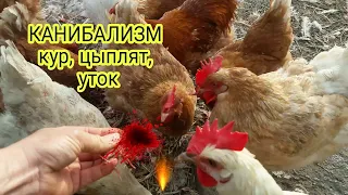 Проблема Канибализм  кур, цыплят, уток мулард//канал закрыт, подписывайтесь канал Хитрук Елена Жизнь