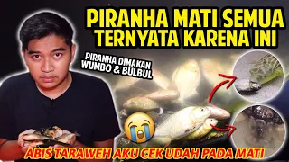 PIRANHA AKU MATI SEMUA! TERNYATA GARA-GARA HAL INI! WUMBO DAN BULBUL MALAH MUKBANG PIRANHA!