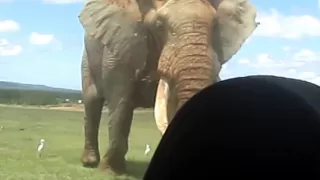 World's Biggest Elephant