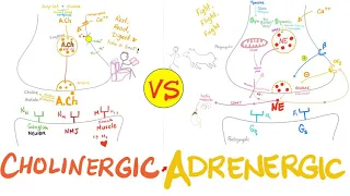 Cholinergic vs Adrenergic Nerve Fibers | Neurology