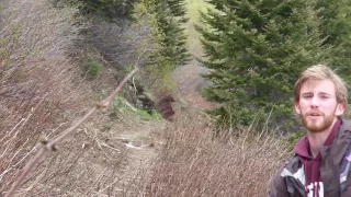 Bear Encounter at Glacier National Park