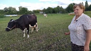 Искусственное осеменение коровы