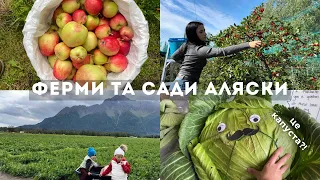 невже це ВИРОЩУЮТЬ на АЛЯСЦІ: вишня, картопля, яблука тощо