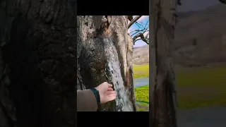 Amazing: Water flowing from mulberry tree