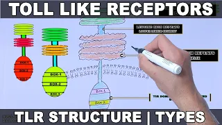 Toll Like Receptors | Structure and Types