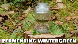 Brewing Fermented Wintergreen Tea | Wild Food Foraging