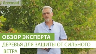 Деревья для защиты от сильного ветра