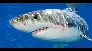 Eaten Alive | Great White Shark