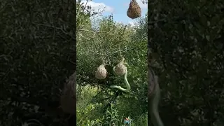 🟢Pájaros tejedores protegen su nido