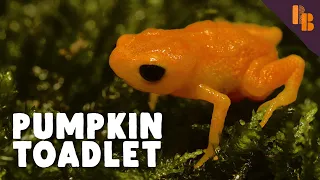 This Frog Is Bad At Basically Everything