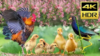 Cat TV for Cat to Watch Cute Animals, Lovely Chickens, Mischievous Duck and Beautiful Birds Video #1